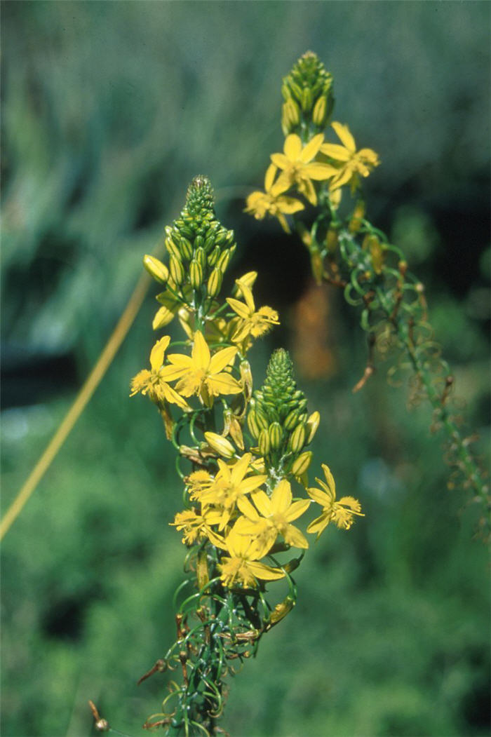 Yellow Stalked Bulbine