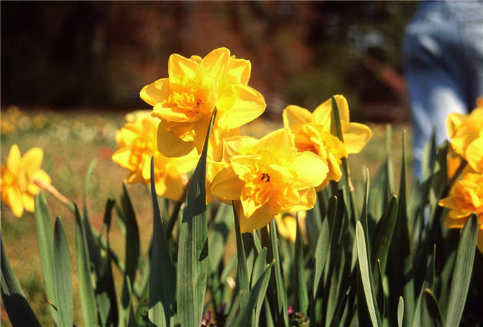 Plant photo of: Narcissus 'Meeting'