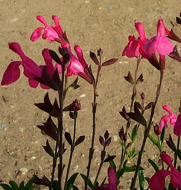 Plant photo of: Salvia greggii