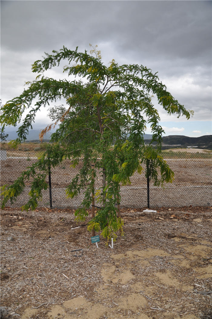 Plant photo of: Gleditsia tricanthos inermis 'Sunburst'