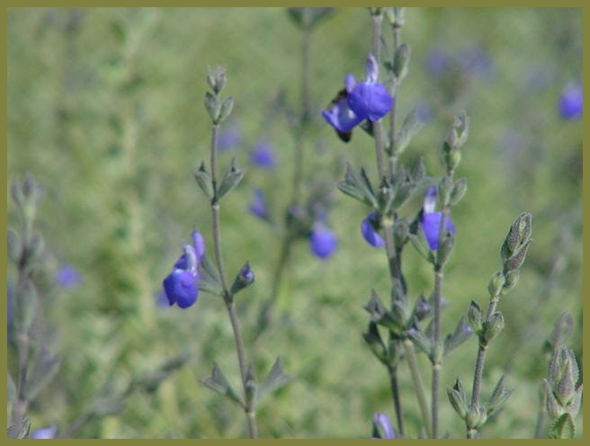 Salvia chamaedryoides