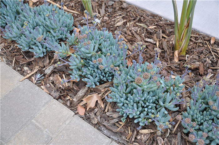 Plant photo of: Senecio mandraliscae