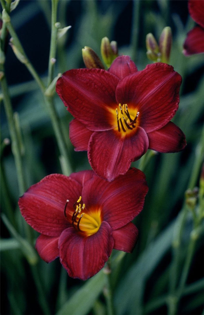 Hemerocallis 'Frankly Scarlet'