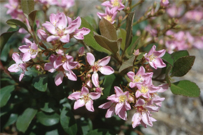 Plant photo of: Rhaphiolepis indica 'Ballerina'