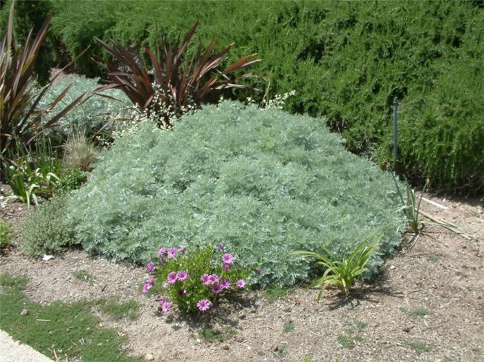 Plant photo of: Artemisia 'Powis Castle'