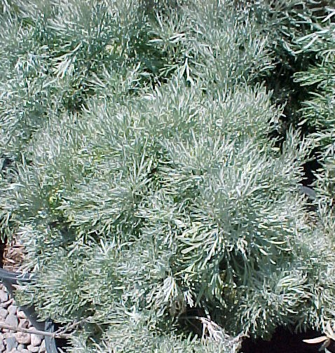 Silver Wormwood