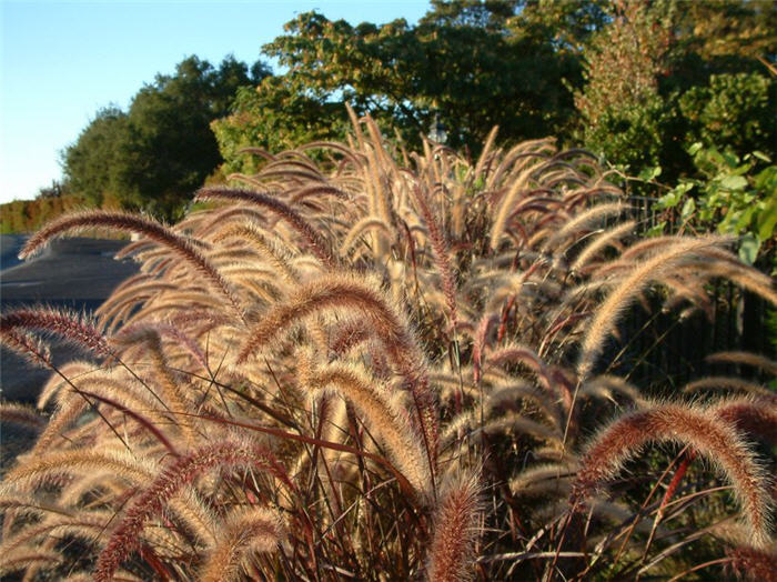 Pennisetum 'Rubrum'