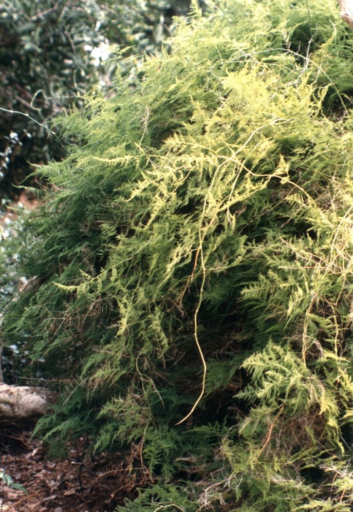 Asparagus Fern, Climbing Asparagus