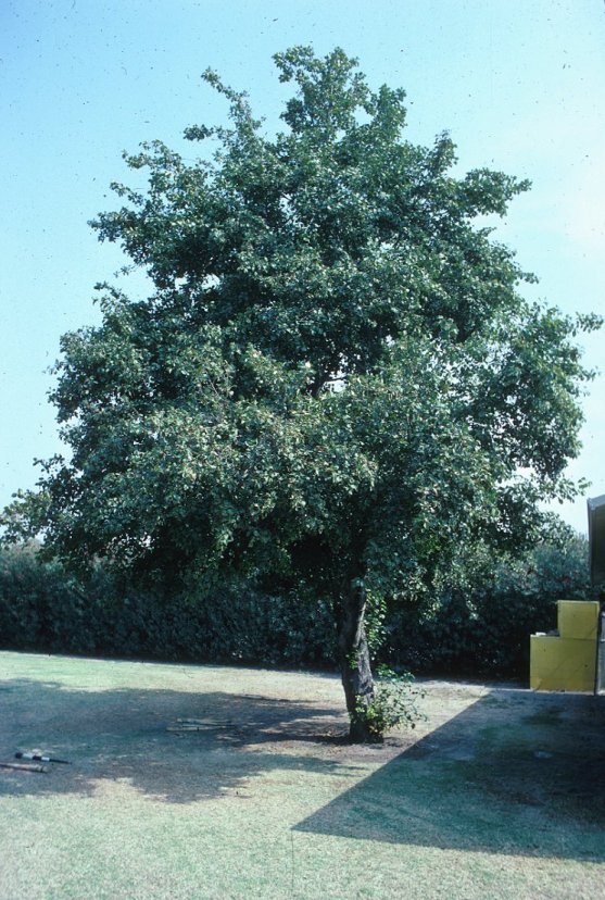 Italian Alder