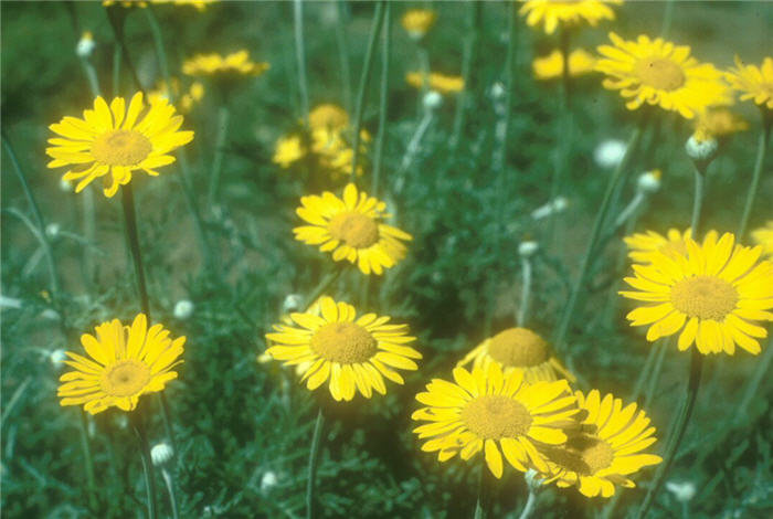 Golden Marguerite