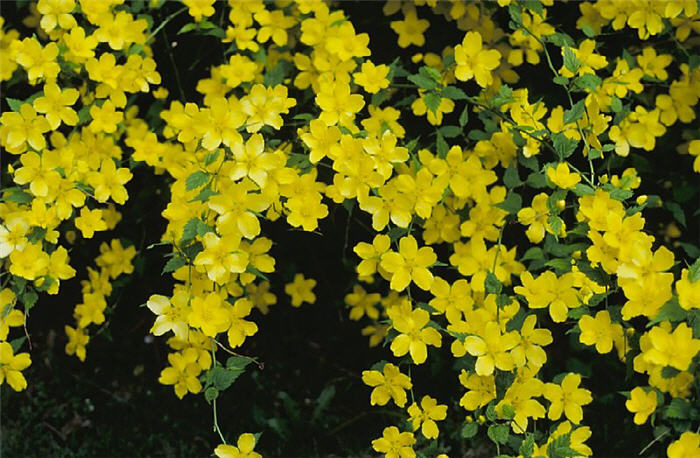 Kerria japonica