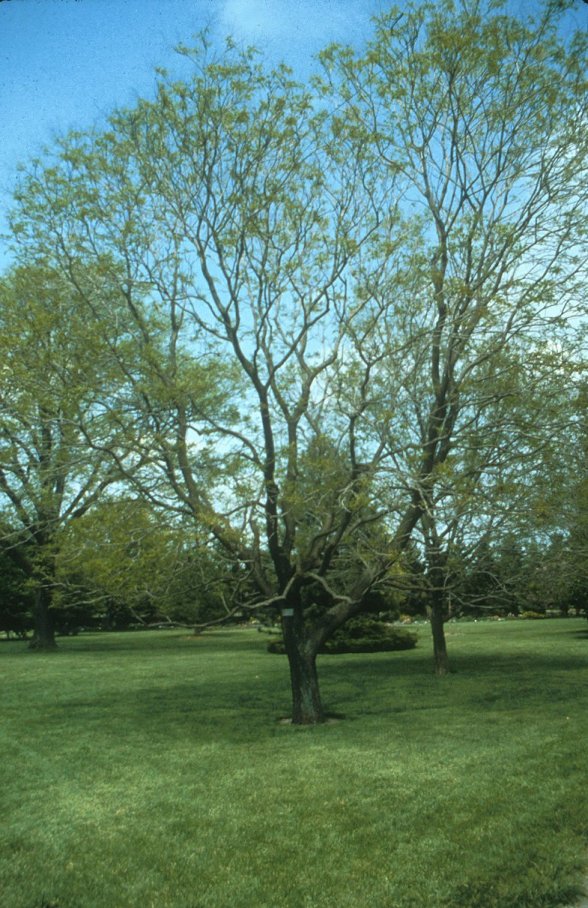 Koelreuteria paniculata