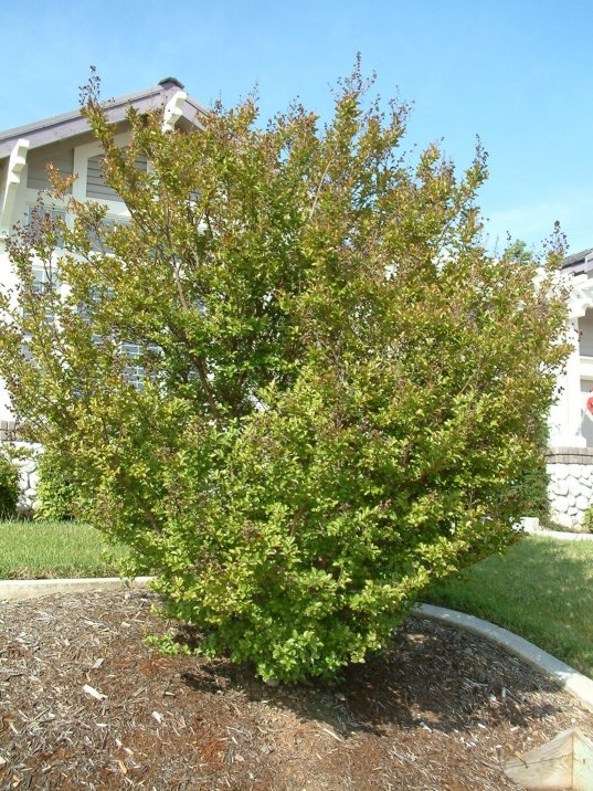 Lagerstroemia indica