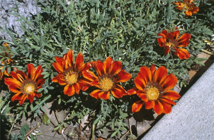 Gazania clumping 'Copper King'