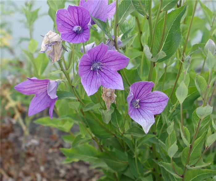 Balloon Flower