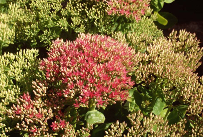 Rose Red Stone Crop