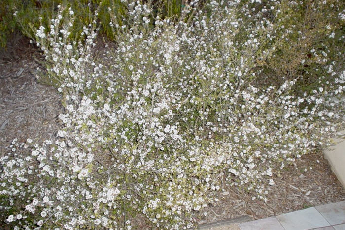 Plant photo of: Leptospermum scoparium 'Snow White'