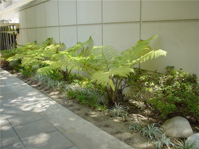 Australian Tree Fern