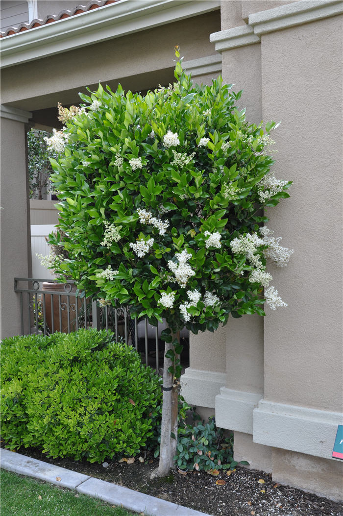 Plant photo of: Ligustrum japonicum 'Texanum'