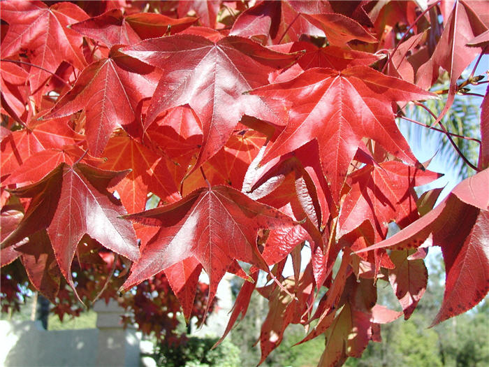 Burgundy Liquidambar