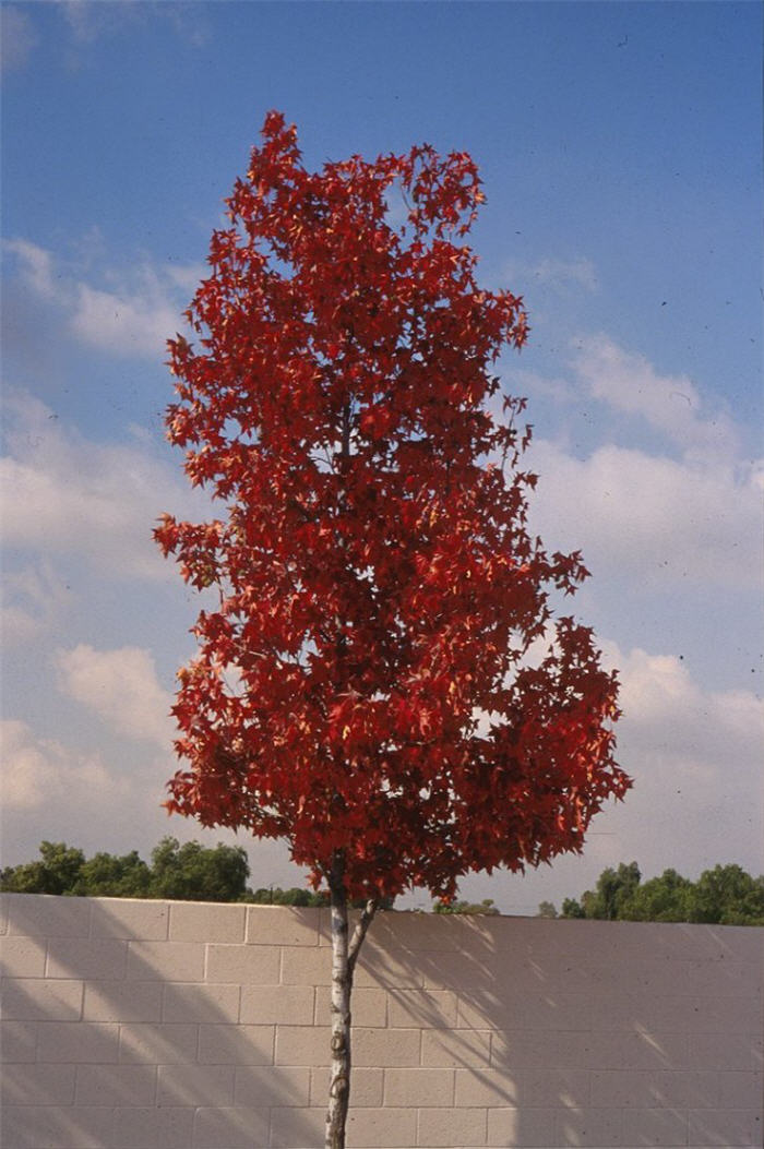 Plant photo of: Liquidambar styraciflua 'Burgundy'