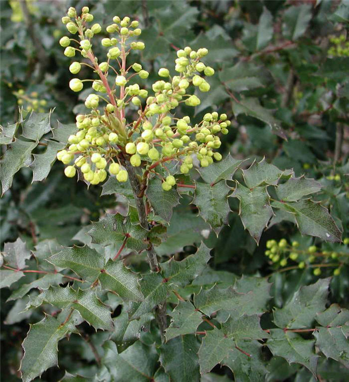 Berberis aquifolium