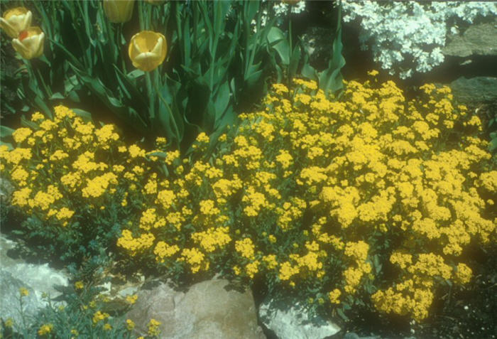 Basket of Gold, Golden-Tuft