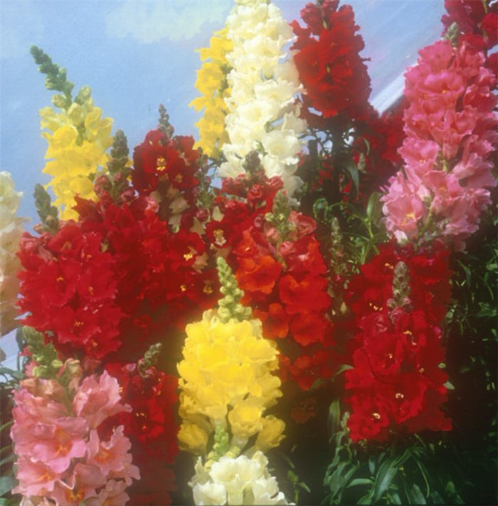 Plant photo of: Antirrhinum majus