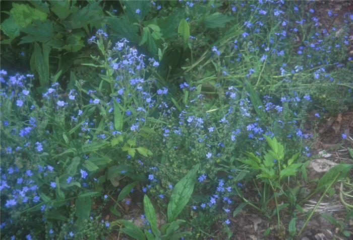 Chinese Forget-me-not