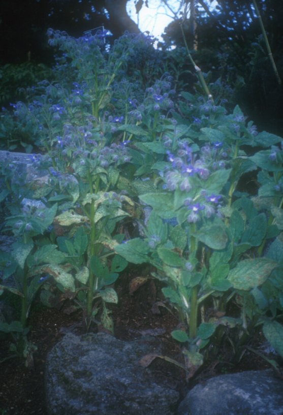 Borago officinalis