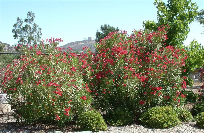 Plant photo of: Nerium oleander