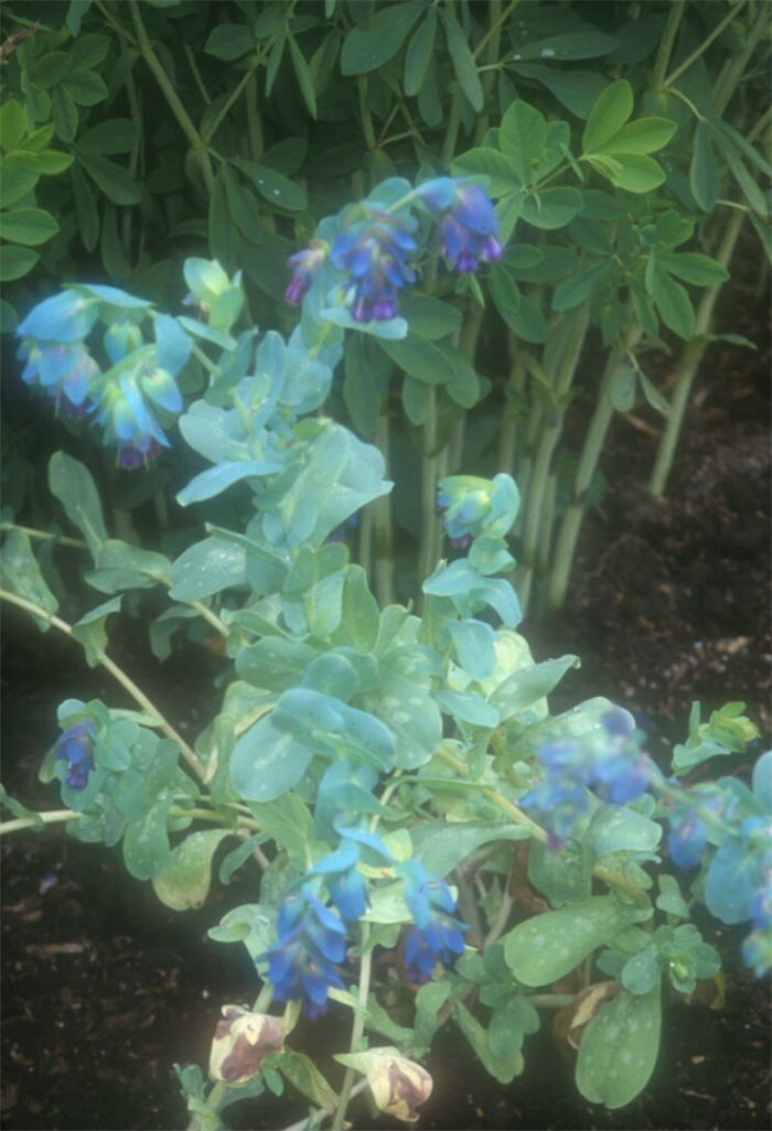 Cerinthe major