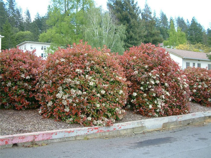 Plant photo of: Photinia X fraseri