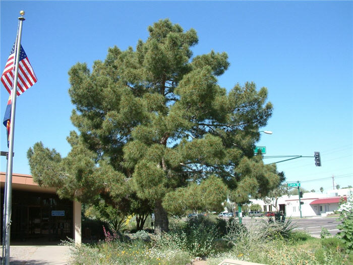 Allepo Pine