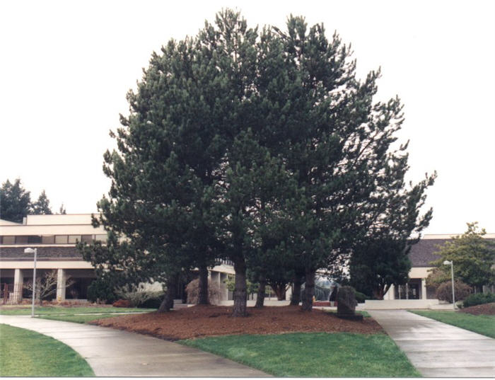 Austrian Black Pine