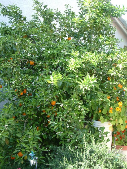 Citrus sinensis