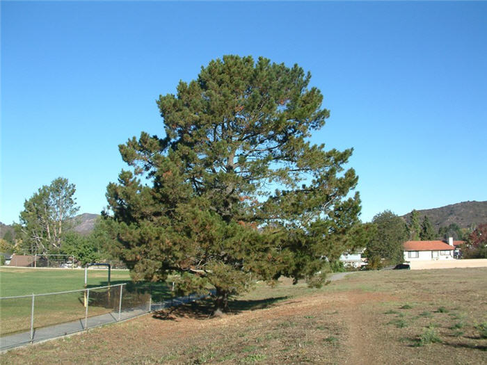 Pinus radiata