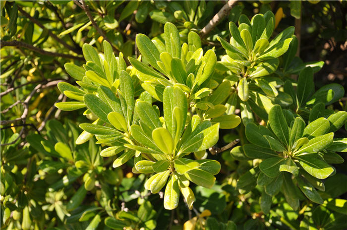 Plant photo of: Pittosporum tenuifolium