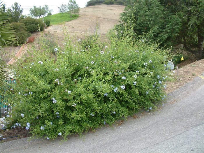 Plant photo of: Plumbago auriculata