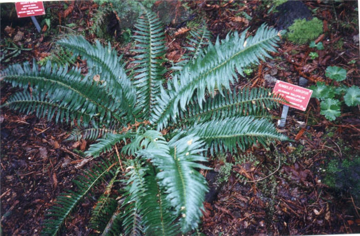 Plant photo of: Polystichum munitum