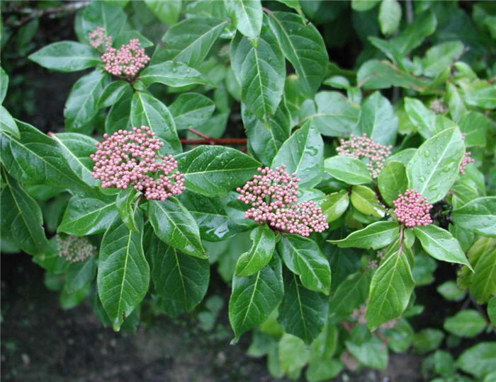 Viburnum tinus