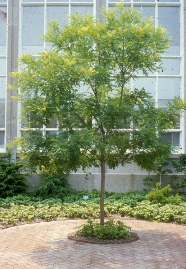 Japanese Pagoda Tree