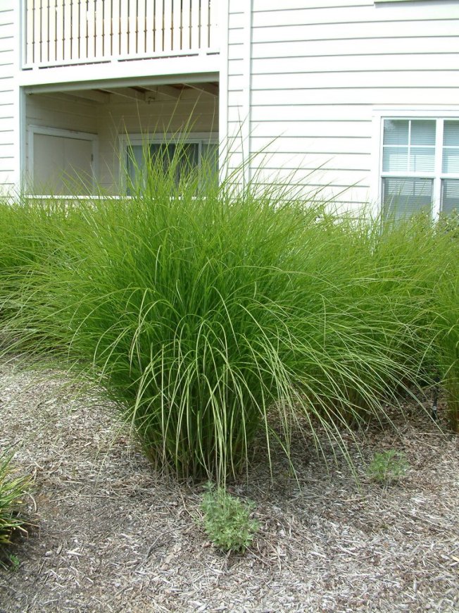 Upright Maiden Grass