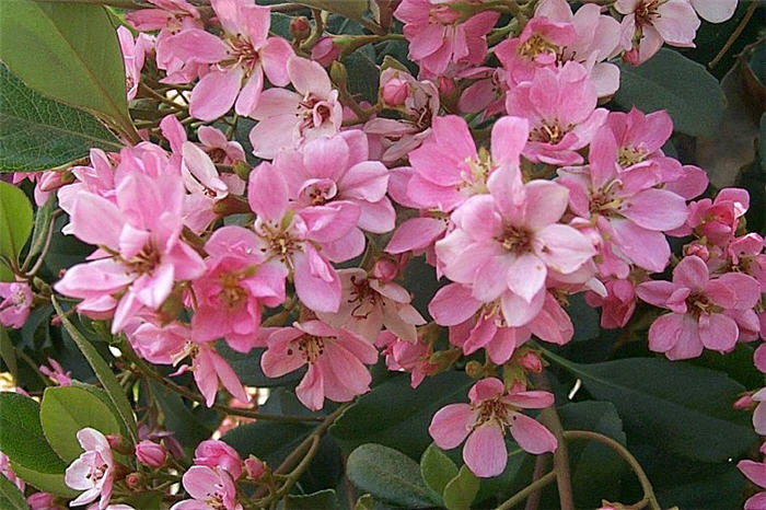 Rhaphiolepis indica 'Pink Lady'