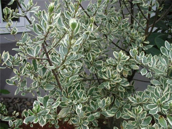 Rhamnus alaternus 'Variegata'