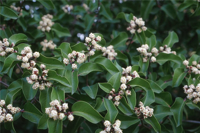 Rhus ovata