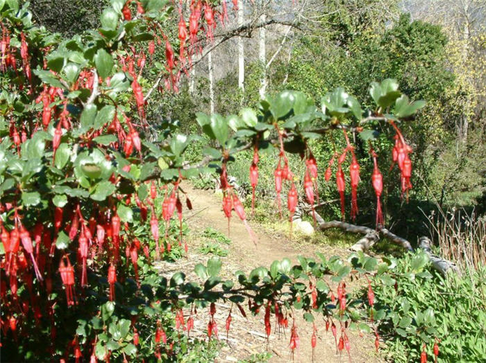 Ribes speciosum