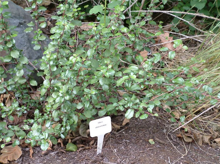 Plant photo of: Ribes viburnifolium