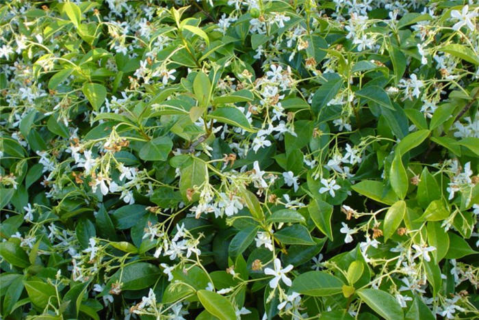 Star Jasmine, Maile Haole