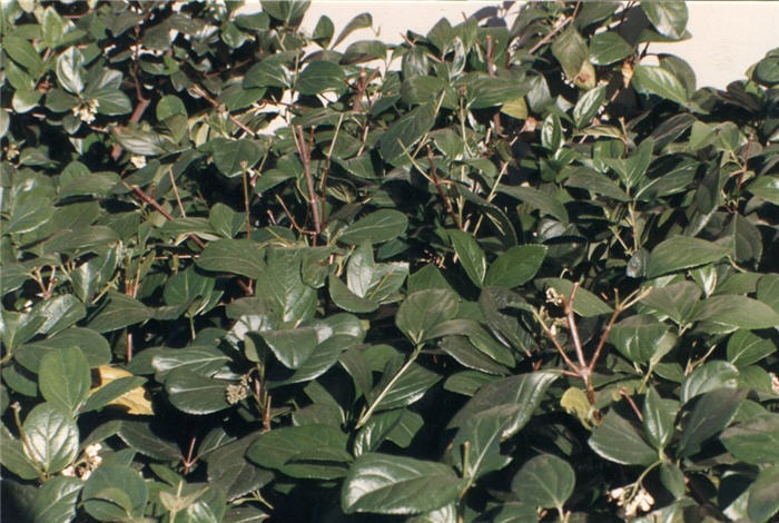 Sandankwa  Viburnum